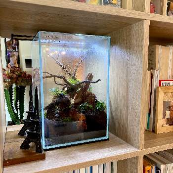 クリスマスモスの投稿画像一覧 Greensnap グリーンスナップ