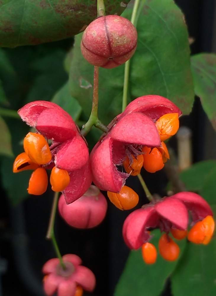 ツリバナの投稿画像 By ドロップさん 赤い実と花散歩と花のある暮らしとオレンジ色 月10月18日 Greensnap グリーンスナップ