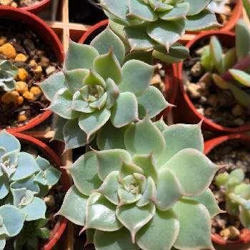 徒長気味の投稿画像一覧 Greensnap グリーンスナップ