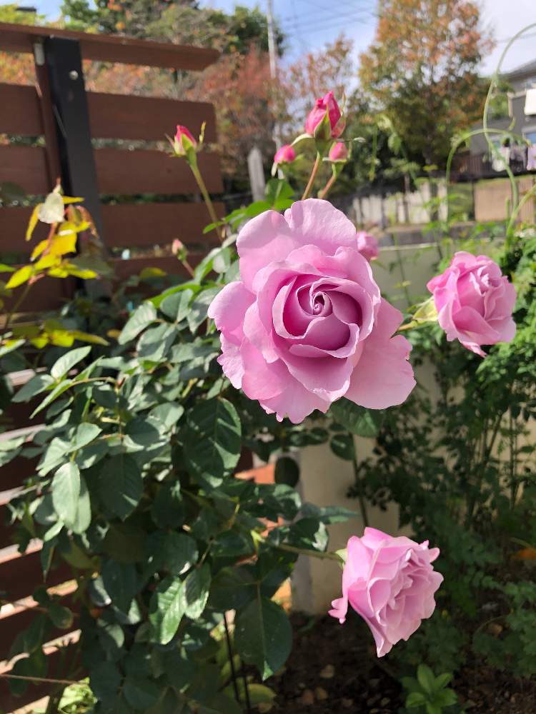 薔薇 エターナルの投稿画像 By もずくさん 波状弁咲きとバラ初心者と強香と青系の花とバラ 庭植えとローズなかしまとバラが好き 月10月18日 Greensnap グリーンスナップ