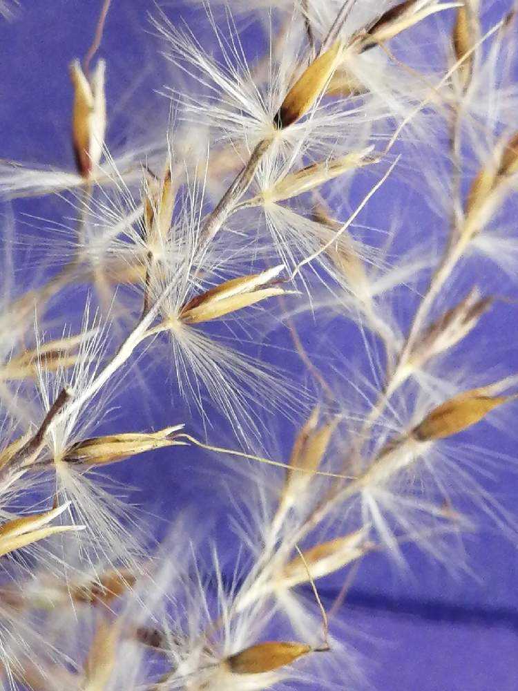 ススキとオギの違いを調べてみた Greensnap グリーンスナップ ススキとオギの違いを調べてみた Greensnap グリーンスナップ