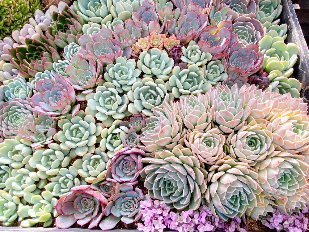 多肉植物の投稿画像 By Sakusako さん カラフルと寄せ植えとナチュラルと多肉女子と北海道とgreen Up 月10月18日 Greensnap グリーンスナップ