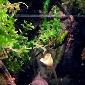 プレミアム モスの投稿画像一覧 Greensnap グリーンスナップ