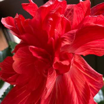 美しい✨の画像 by teru teruさん | ハイビスカスと赤い花❤と癒しの時間♡♡と鉢植えと花のある暮らしと美しい✨と趣味の園芸♡と癒される〜♡とありがとう ♡♡