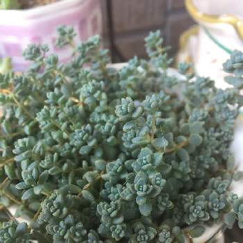 よく増える多肉の投稿画像一覧 Greensnap グリーンスナップ