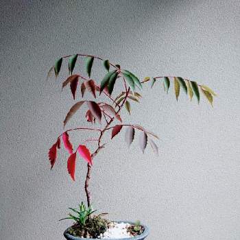 ハゼ盆栽 記録の投稿画像一覧 Greensnap グリーンスナップ