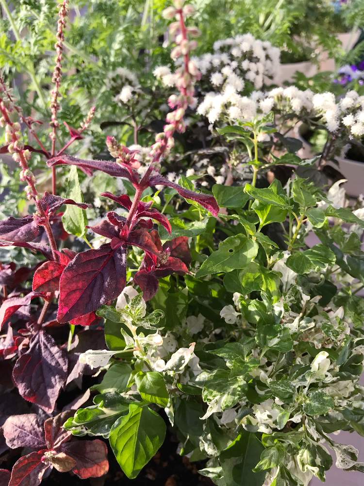 アルテルナンテラ エンジェルレースの投稿画像 By りえねこさん アルテルナンテラ マーブルクイーンと地味かわいい と寄せ植えとリーフ好きとおうち園芸とお花のある暮らしと斑入り 月10月18日 Greensnap グリーンスナップ