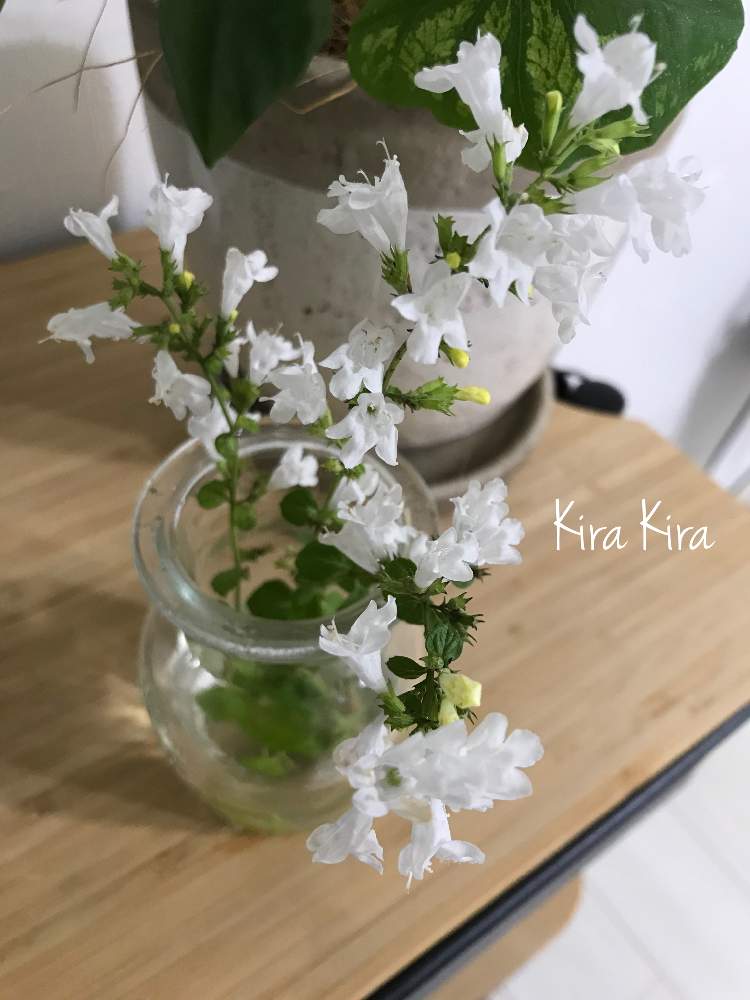 カラミンサの投稿画像 By キラキラネーム さん グリーンのある暮らしと週末ガーデナーと秋だね ʾʾと ʾʾとハーブと花のある暮らしと白 ʾʾ 月10月18日 Greensnap グリーンスナップ