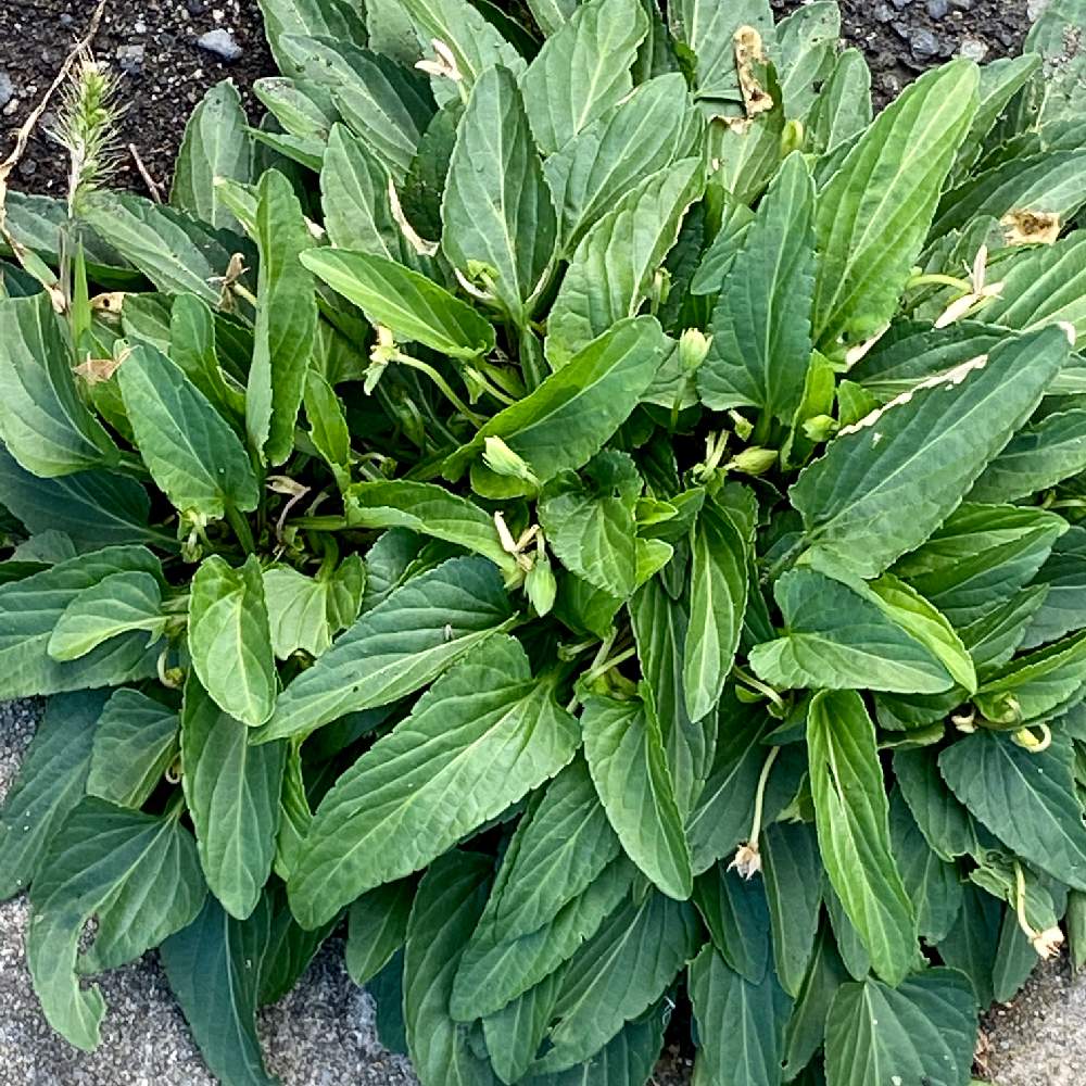 スミレの投稿画像 By う え ぽ ん さん ご近所探索とスミレ閉鎖花と野良すみれ探索隊とご近所探索とスミレ閉鎖花と野良すみれ探索隊 月10月18日 Greensnap グリーンスナップ Greensnap グリーンスナップ