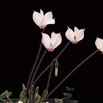 Cyclamenの画像 by タカさん | バルコニー/ベランダとCyclamen mirabileとSIGMA dp3mとCyclamenとそれでも花は咲くと原種    シクラメンとFoveonとmirabile
