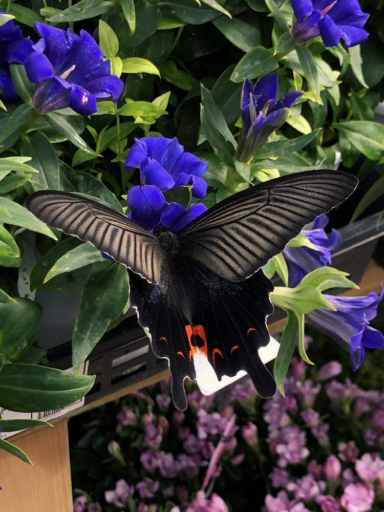 蝶々の投稿画像 By はちみつさん 花のある暮らしと仙台ガーデンガーデン 月10月18日 Greensnap グリーンスナップ