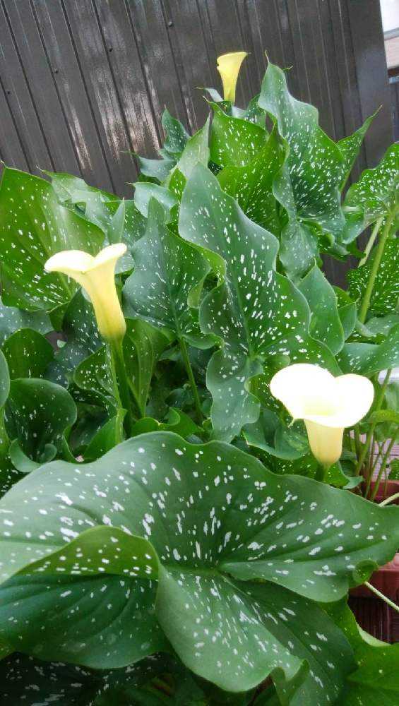 カラーの掘り起こし 越冬の為 Greensnap グリーンスナップ