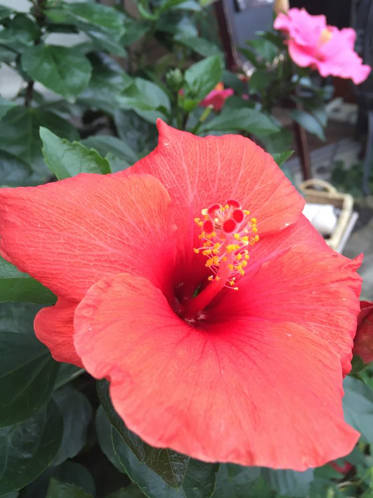 ハイビスカスの投稿画像 By 花の子ルンルンさん 赤い花と夏の花 月10月18日 Greensnap グリーンスナップ