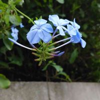 ルリマツリの画像