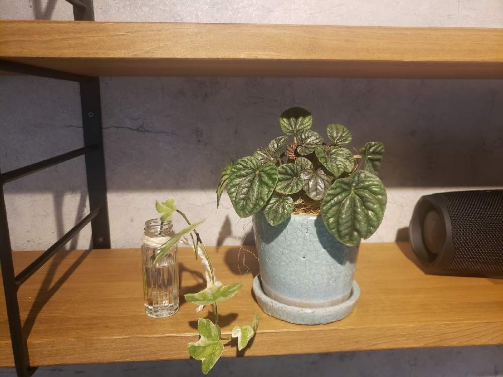 花のある暮らしの投稿画像 By Mini さん アイビー水差しとgreen Up と植物に囲まれて暮らしたい 月10月18日 Greensnap グリーンスナップ