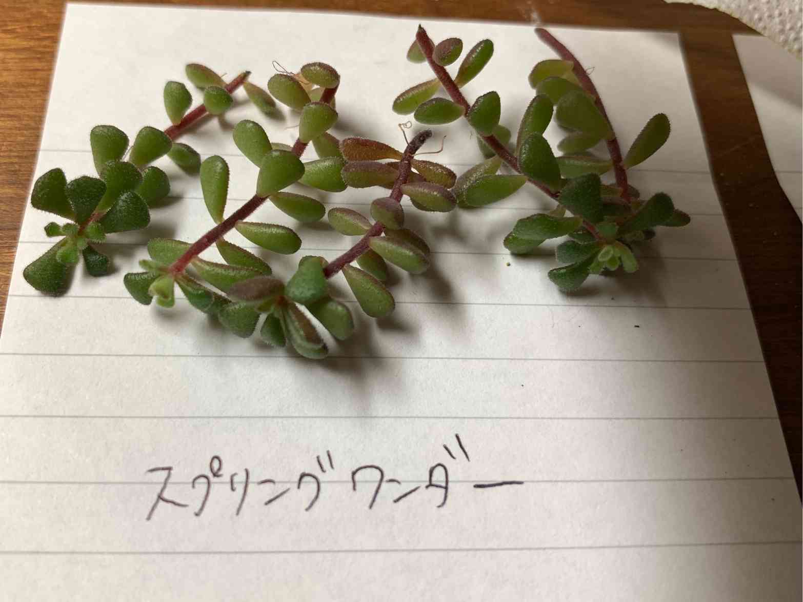 骨壷 在庫処分品 陶芸作家 金彩桜花文壺 6寸 (y-3-6)-