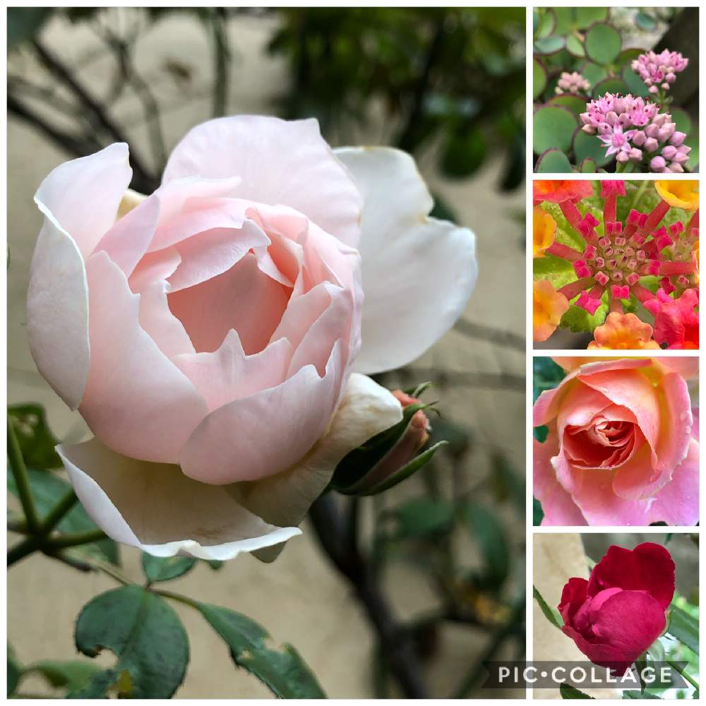 ミセバヤの投稿画像 By Rupuさん ランタナとジェネラス ガーデナーとバラ 紅玉とエルとバラタニランとばら バラ 薔薇と薔薇愛同盟と薔薇 好きとピンク ピンクとおうち園芸と月曜日にはバラをとgsでバラ園とかわいいな と埼玉県さいたま市 月10月18日