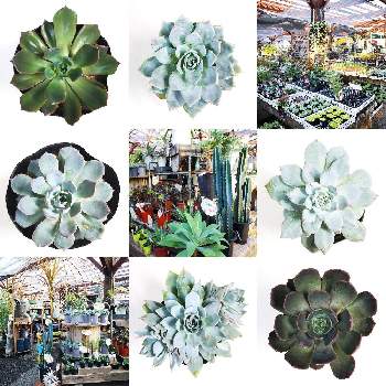 アグリパーク 花ひろば の投稿画像一覧 Greensnap グリーンスナップ