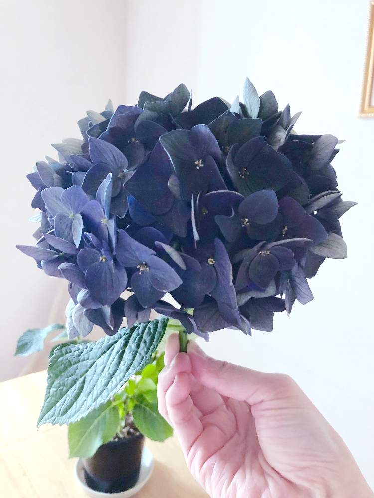 紫陽花ハイドランジアディープパープルの投稿画像 By Toppoさん ベランダと室内 月10月18日 Greensnap グリーンスナップ