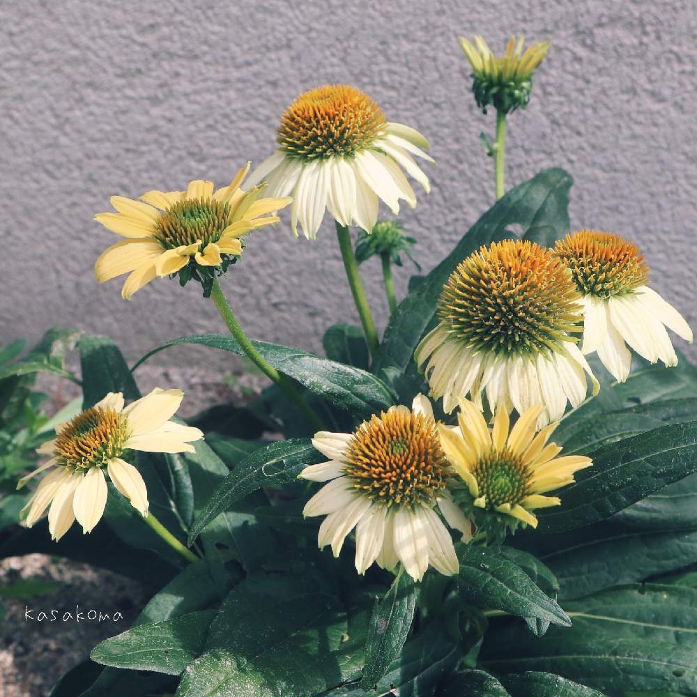 エキナセアの投稿画像 By Kasakomaさん エキナセア シャイアンスピリットと一眼レフ初心者と植中毒と宿根草 と花のある暮らしと秋に咲かせた花 園芸ガイドと地植え 月10月18日 Greensnap グリーンスナップ