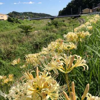 河原の土手の投稿画像一覧 Greensnap グリーンスナップ