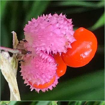 アメリカマユミの投稿画像一覧 Greensnap グリーンスナップ