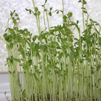 豆スプラウトの投稿画像一覧 Greensnap グリーンスナップ