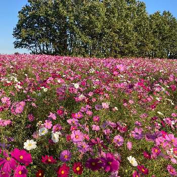 長崎鼻の投稿画像一覧 Greensnap グリーンスナップ