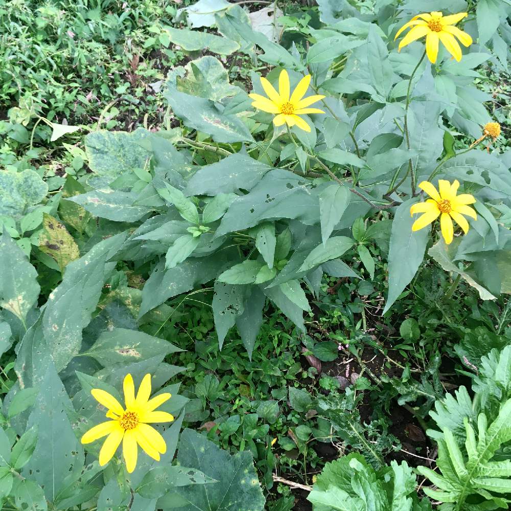 秋に咲かせた花 園芸ガイドの投稿画像 By Siri H さん 菊芋栽培 月10月18日 Greensnap グリーンスナップ