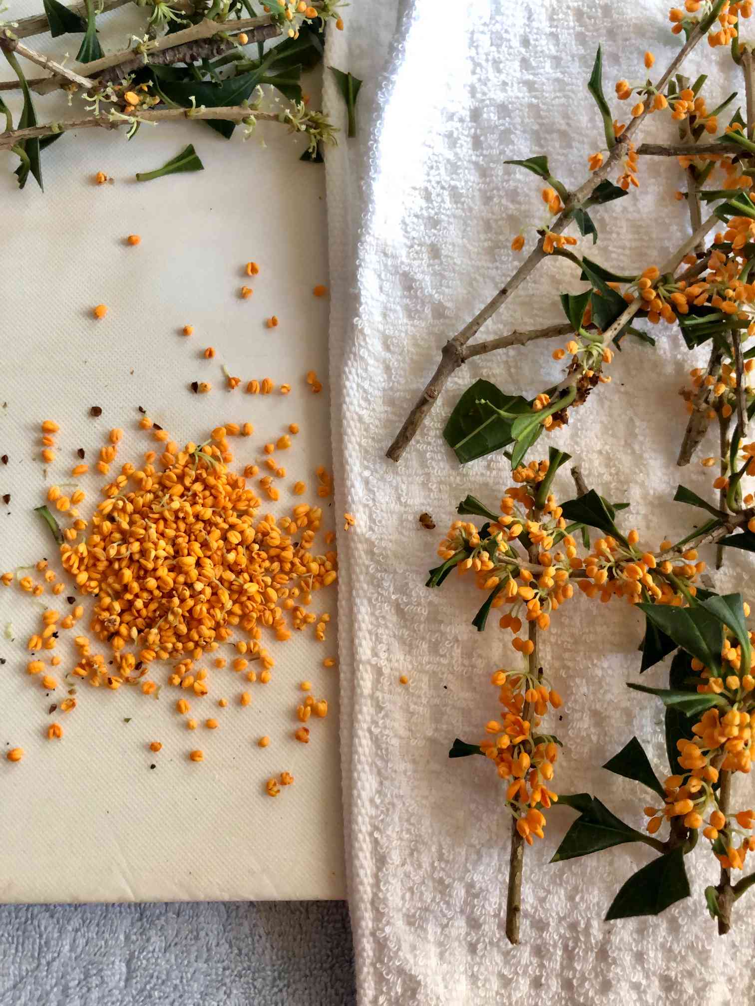 金木犀様オーダー専用ページ 金木犀様オーダー専用ページ 雑貨