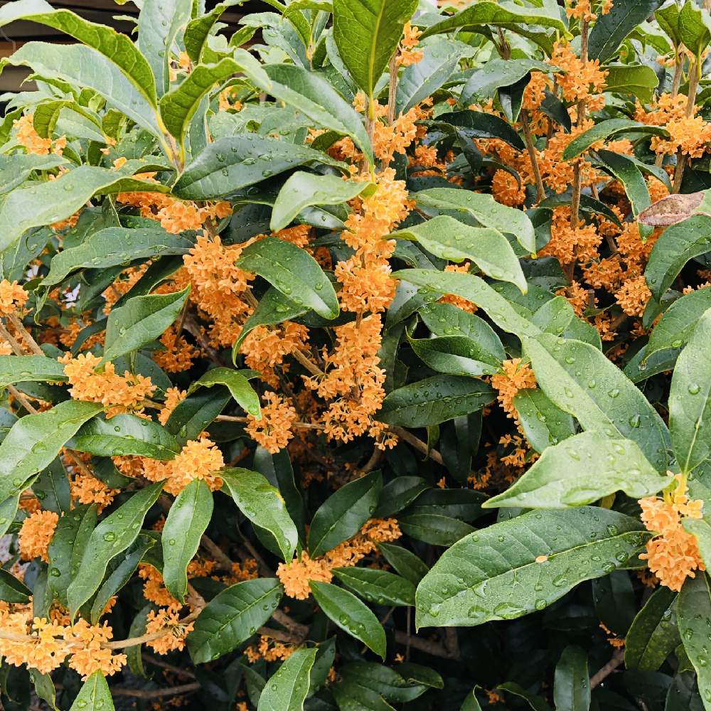 金木犀の投稿画像 By まさマニアさん モクセイ属とキュン死祭りと花に癒される日々と散策散歩中 とモクセイ科 月10月19日 Greensnap グリーンスナップ