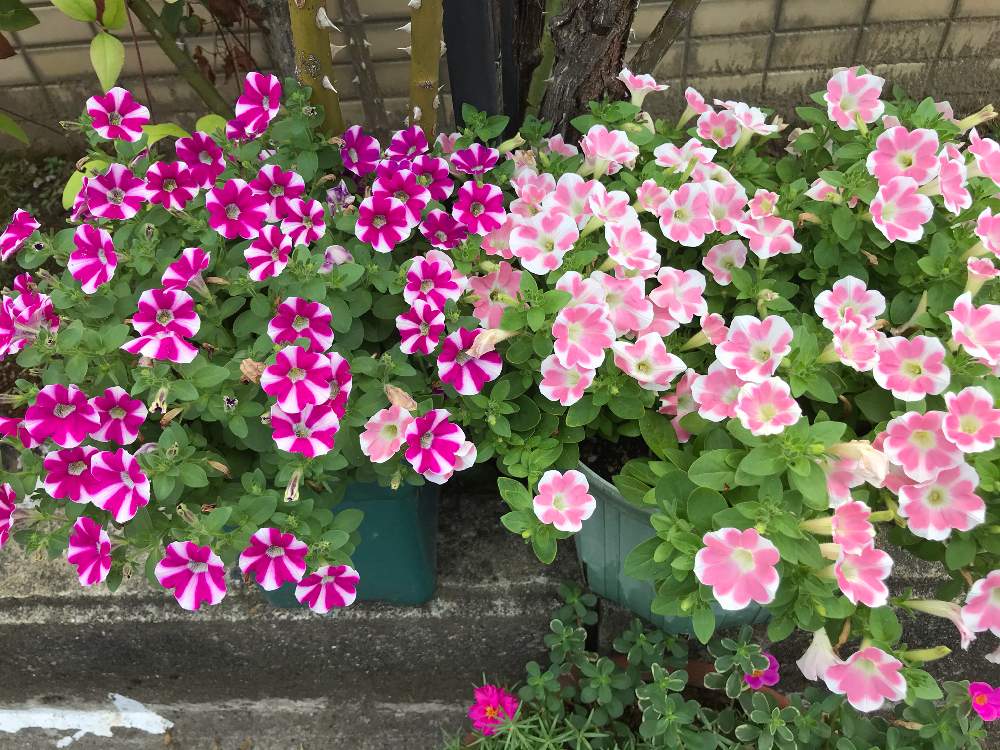 ペチュニアの投稿画像 By ちりめんうさぎさん プランターとピンクの花と近所のお宅の玄関前と近所へ花散歩 月10月19日 Greensnap グリーンスナップ