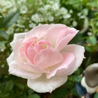 おはようございます,バラ 鉢植え,花のある暮らし,やっぱり花が好き♡,バラ・ミニバラの画像