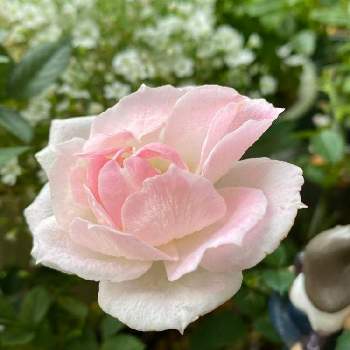 バラ 鉢植え,香りの良いバラ,ばら バラ 薔薇の画像