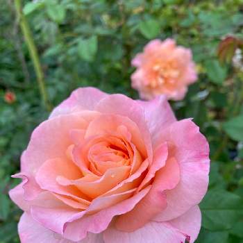 アウグスタルイーゼ＊の画像 by mameさん | 小さな庭と花のある暮らしとアウグスタルイーゼ＊と薔薇愛同盟
