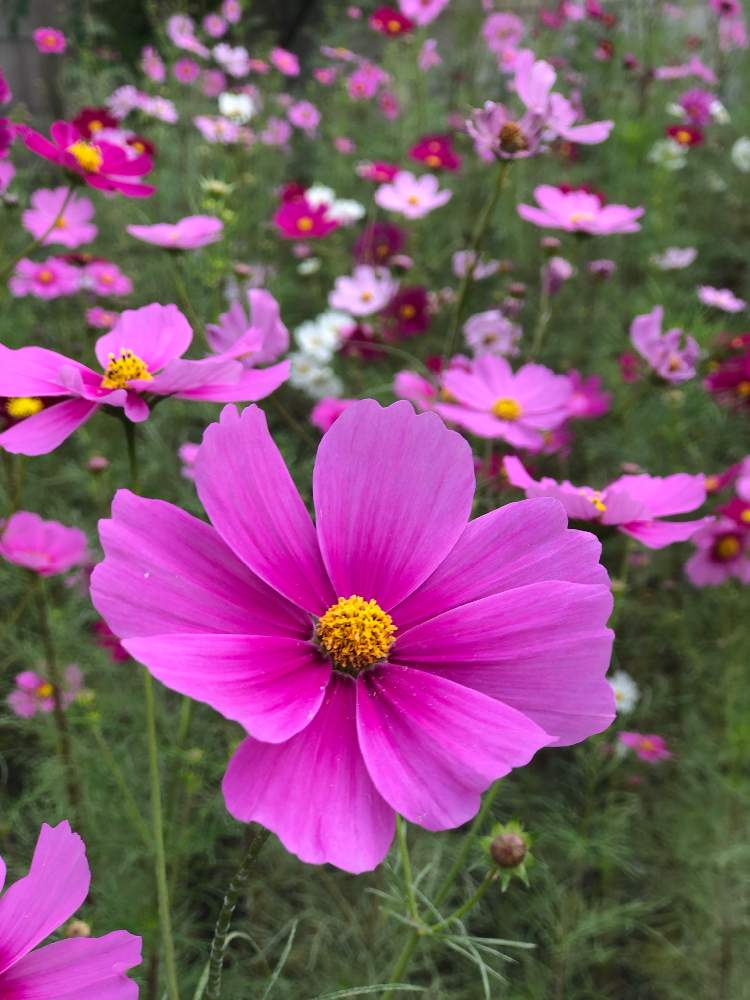 コスモスの投稿画像 By Macocoさん 種からと職場の花壇と種好きと俺のコスモス畑と職場園芸 月10月19日 Greensnap グリーンスナップ