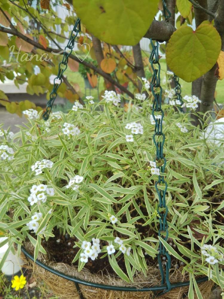 スーパーアリッサム フロスティナイトの投稿画像 By 花minamoさん カツラ とにわの草花とおうち園芸と2年生とありがとうと多年草と白いお花と小さな幸せ と鉢植えとガーデニングと花のある暮らしとminamoの庭 月10月19日 Greensnap グリーンスナップ