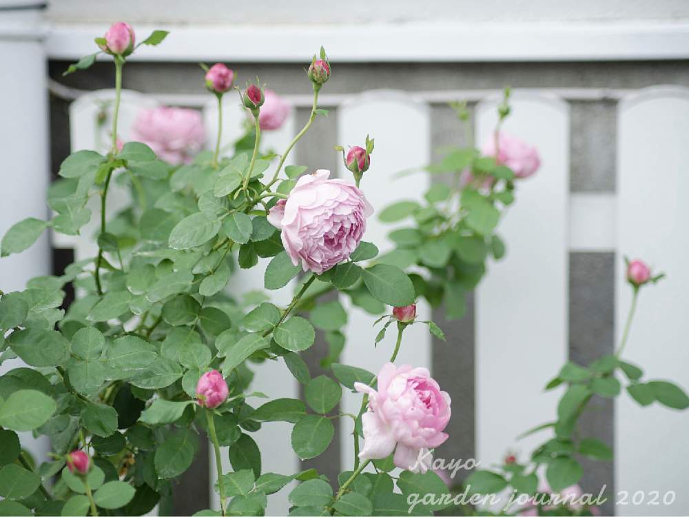 バラの投稿画像 By Kayoさん チャールズレニーマッキントッシュとばら バラ 薔薇 とマイガーデンとナチュラルガーデンとおうち園芸とイングリッシュ ローズとミラーレス一眼とガーデニングと花のある暮らしとお花のある生活と秋に咲かせた花 園芸ガイドとバラ