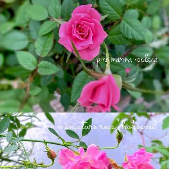 ピンクのミニバラの画像 by ❥︎･•miccoさん | ばら バラ 薔薇とピンクのミニバラとGSでバラ園とバラ・ミニバラとバラを楽しむとピンクマリーナコルダナとミニバラ＊ほほえみ