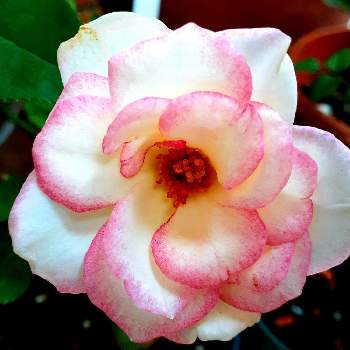 お気に入り❤️の画像 by IKUMAMAさん | 小さな庭とミニバラ鉢植えと名無しのバラとお気に入り❤️とおうち園芸