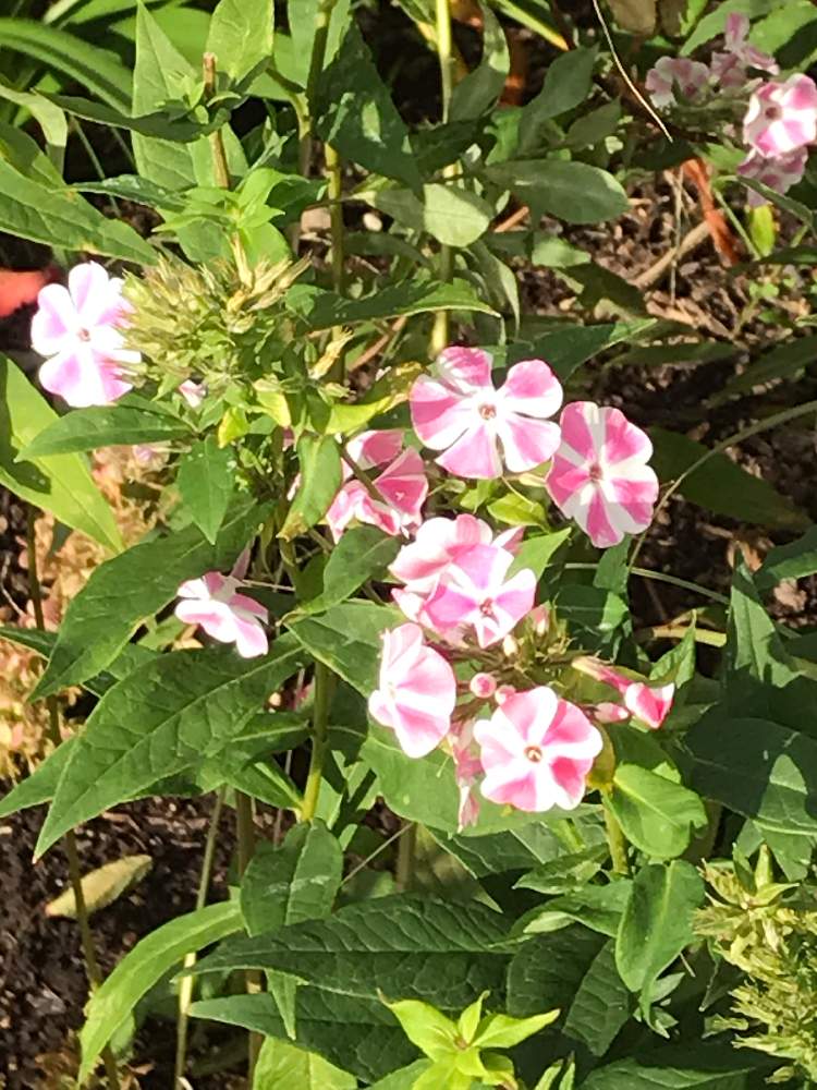 フロックス ペパーミント の投稿画像 By ふーちゃんさん 花壇とピンク 月10月19日 Greensnap グリーンスナップ