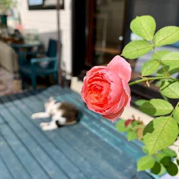 猫のいる庭の画像 by ニャンコガーデンさん | 小さな庭とロマンティックチュチュとばら バラ 薔薇と猫のいる庭と猫好きと気持ち良い天気☀️とネコ好きとお気に入りの場所と手作りの庭とバラ 鉢植えとネコと植物と晴れた日と小さな小さな庭