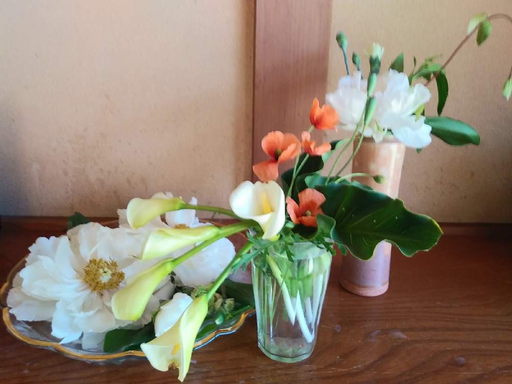 白ボタンの投稿画像 By うららさん ポピー ながみひなげし とカラー ウェデイングマーチとフラワーアレンジメントと庭の花とカラー 切り花 と花のある暮らし 月10月19日 Greensnap グリーンスナップ