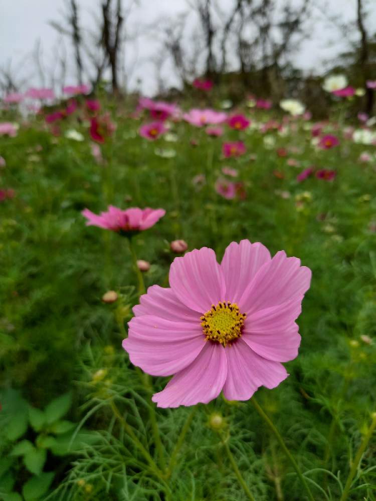 コスモスの投稿画像 By せつ工房さん 公園と花壇と花のある暮らしと根岸森林公園 月10月19日 Greensnap グリーンスナップ