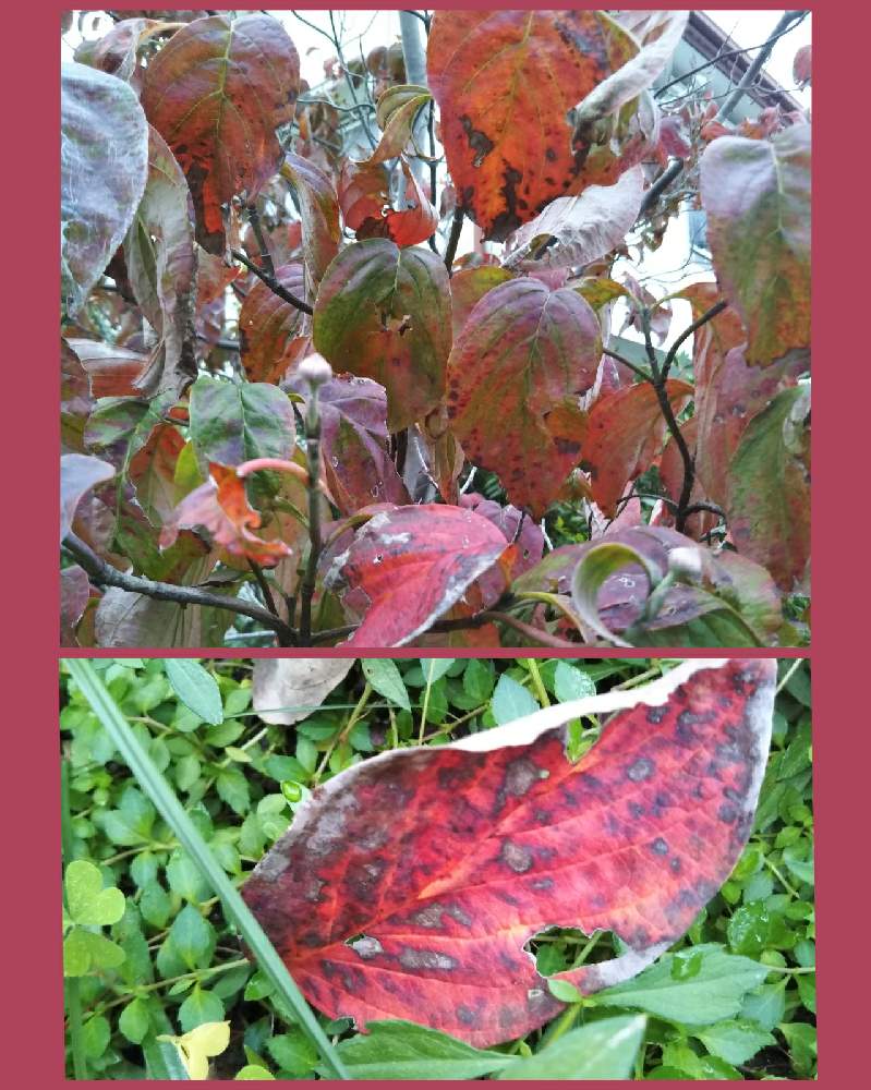 ハナミズキの投稿画像 By すずさん ベテラン乙女倶楽部と乗り切ろうコロナと紅葉 こうよう と マイガーデンとgsアダルトチームとチーム愛知 月10月19日 Greensnap グリーンスナップ