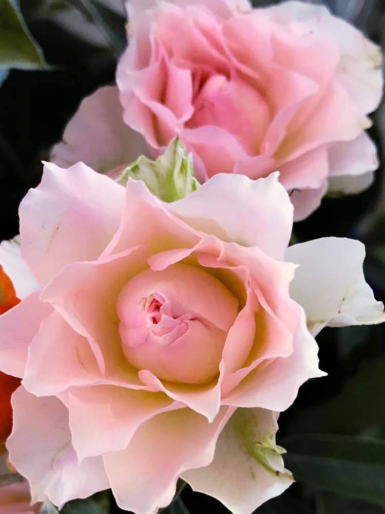 バラの投稿画像 By ひろりん さん 切り花とピンク色の花とバラが好き 月10月19日 Greensnap グリーンスナップ