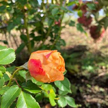 バラ ラ ドルチェ ヴィータの投稿画像一覧 Greensnap グリーンスナップ