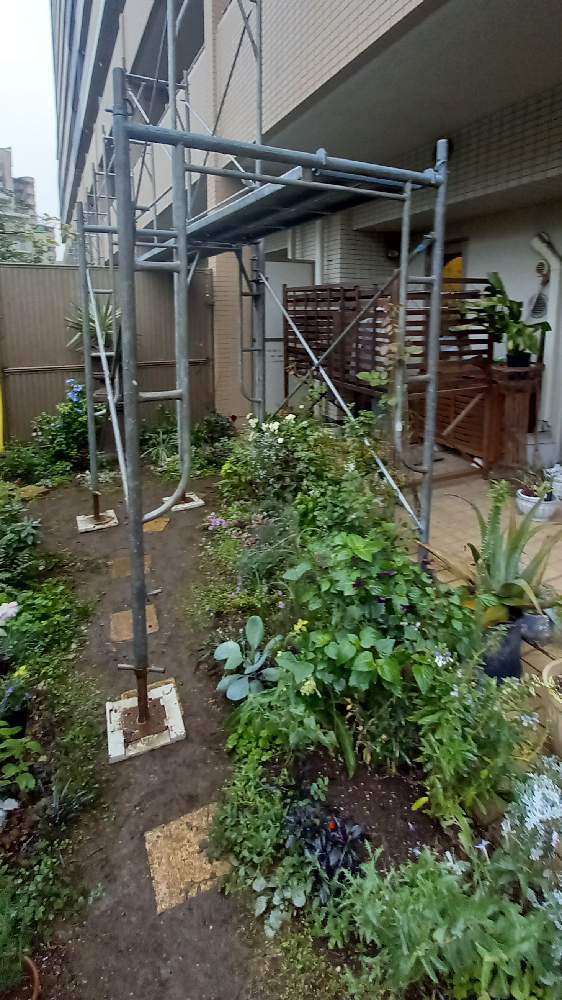 マンション専用庭の投稿画像 By そのこさん 大規模修繕工事中 W 月10月19日 Greensnap グリーンスナップ