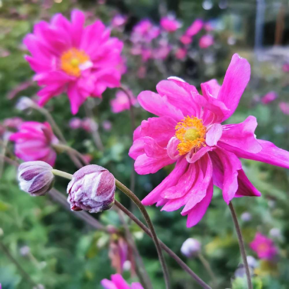 シュウメイギクの投稿画像 By Emmaさん 花のある暮らしと岩手県と実家の草花と花のある暮らしと岩手県と実家の草花 月10月19日 Greensnap グリーンスナップ Greensnap グリーンスナップ
