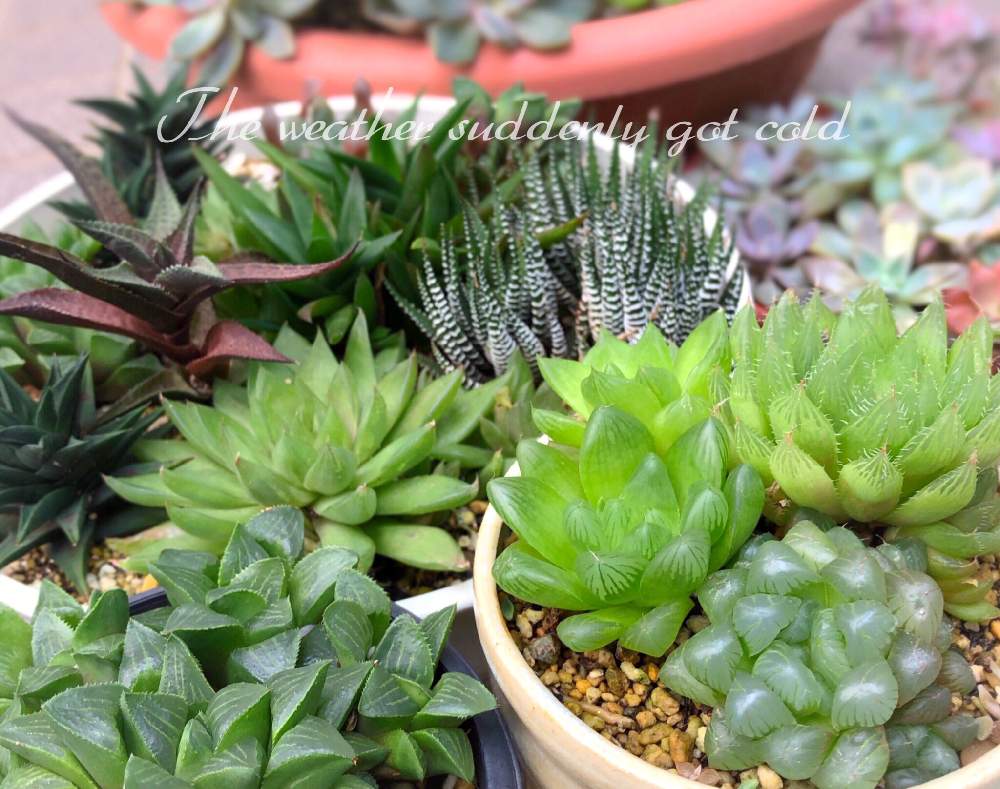 多肉植物の投稿画像 By Ceoさん オブツーサ と放置栽培と100均とハオルチア属と多肉大好きとダイソーと雨ざらしと普及種バンザイとおうち園芸と多肉女子とタニラーとダイソー産 月10月19日 Greensnap グリーンスナップ